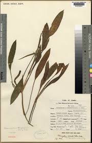 Image result for Potamogeton richardii