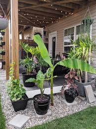 But, if they receive less than. How To Care For A Banana Plant Both In Pots And In The Ground Outdoors
