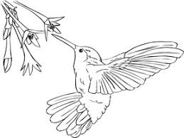 Hummingbird Coloring Pages Print For Kids Hummingbird Pictures Coloring Pages Colorful Pictures