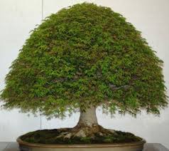 We did not find results for: Bonsai Tree Growing For Beginners Agri Farming