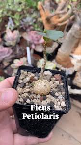 Image result for Dolichos kilimandscharicus