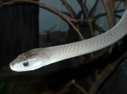 So, do moles eat plants? Venomous Snake Wikipedia