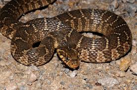 It has a thinner yellow stripe on either side of the main dorsal stripe, with a black checkered pattern between the stripes. Gallery Watch Where You Walk It S Snake Season Photo Tulsaworld Com