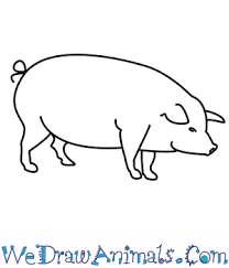 How To Draw A Pig