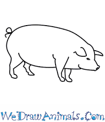 Check spelling or type a new query. How To Draw A Pig