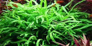 Saya berkongsi cerita saya tentang cara tanam jahe atau halia. 8 Macam Jenis Tanaman Pakis Air Untuk Aquascape 8 Aquatic Fern Types For Aquascape Aquaama