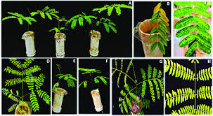 Image result for Schizolobium parahyba