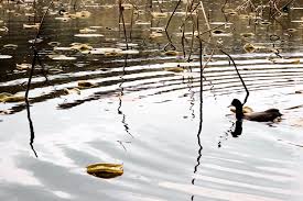 Dayoff Allez Les Derniers Canards Pour La Route Bonne Fete Du Travail A Toutes Et