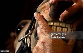 Carl Stuckey, an equine dental technician, checks the alignment of a...  News Photo