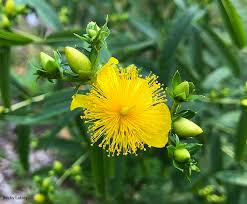Image result for Hypericum revolutum