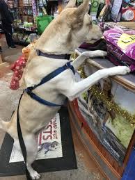 Portland pet supply, portland, multnomah county, oregon, united states — location on the map, phone, opening hours, reviews. Portland Pet Supply 11 Photos 79 Reviews Pet Stores 4242 Se Hawthorne Blvd Portland Or United States Phone Number