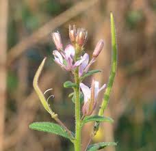 Image result for Cleome monophylla