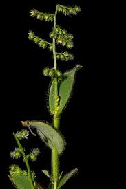 Image result for Harpachne