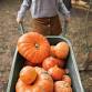 Morehead Harvest Festival