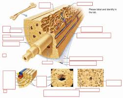 This is a cross section through decalcified bone. Bone Anatomy Cross Section Diagram Quizlet