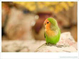 Orange Faced Lovebird Love Birds Cute Birds Bird Pictures
