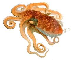 Pin By Hubert Lanteri On Illustrations Dessin Octopus Art Print Sea Creatures Art Octopus Art