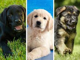 Fun Facts About The Top 10 Akc Breeds American Kennel Club