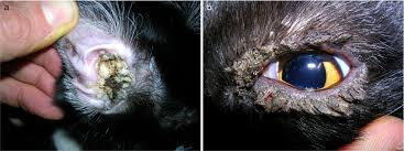 Image result for Necrotizing Otitis Externa