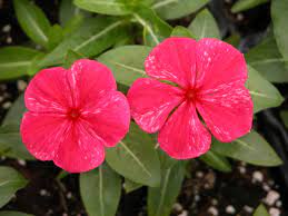 After new growth appears, a light fertilizer may be applied. Tips For Producing Vinca Bedding Plants Greenhouse Product News