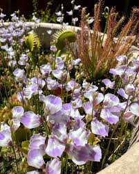 Image result for Utricularia