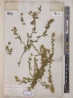 Image result for Sphaeranthus gazaensis