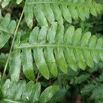 Image result for Pteris similis