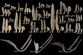 Image result for Crotalaria barnabassii