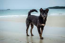 Verhuur Met Hond Landes De 5 Beste Vakantiehuizen Landes