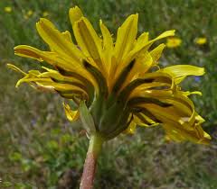 Image result for Taraxacum sp.