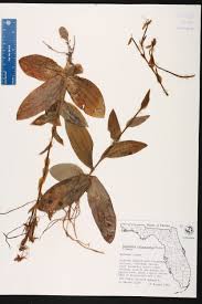 Image result for Habenaria microsaccus