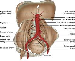 The abdominal aorta is the largest blood vessel in the abdomen. The Abdominal Aorta Sciencedirect