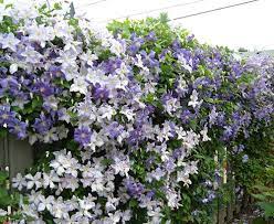 Regular pruning of clematis is important as it promotes strong growth and flowering as well as a harmonious plant. Clematis Care Medallion Plants