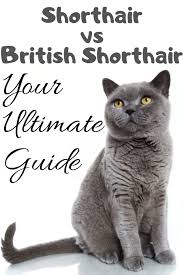 American shorthair cats are a tough breed with almost no predisposition to health issues other than a few genetic weaknesses. American Shorthair Vs British Shorthair British Shorthair American Shorthair British Shorthair Cats