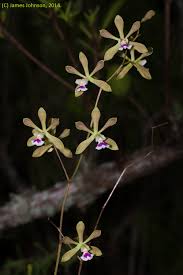 Encyclia's blooms come in a range of colors, including purple, brown, yellow, green, and fuchsia. Irc Natives For Your Neighborhood