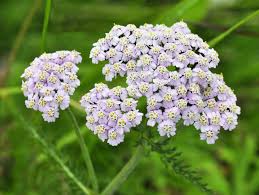 Welcome to michigan flower farm. 10 Best Sun Loving Flowers Growing In Michigan