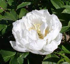 It consists of shrubs that have perennial aerial woody stems. Tree Peony Paeonia X Suffruticosa Godaishu In The Peonies Database Garden Org