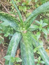 Image result for Aloe plowesii