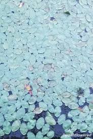 Image result for Cabombaceae