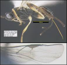 A&a pest control technologies, cuba, missouri. Minimalist Revision And Description Of 403 New Species In 11 Subfamilies Of Costa Rican Braconid Parasitoid Wasps Including Host Records For 219 Species