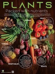 Plants Many Beneficial Parts Poster 18x24 Laminated Plant Based Diet Promotion Fruits And Veggies Promotion Nutrients In Vegetables Fruits And Veggies Plant Based Diet