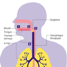 Image result for Swallowing