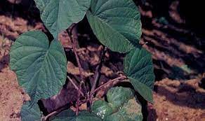 Pin Di Tanaman Herbal Pesona Bunga Desa Trimukti