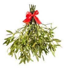 Some dogs will chew and eat anything and are not deterred by spines. Are Christmas Cactus Poisonous To Dogs Here S What You Must Know