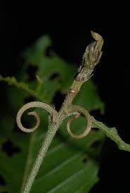 Image result for Hugonia platysepala