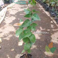 Tanaman Dewandaru Sangat Siap Untuk Ditanam Dikebun Atau Pekarangan Rumah Agrobibit Jualbibit Bibitbuah Garden Dewandaru Melayani Grosir Dan Pekarangan