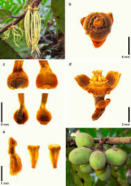 Image result for Lettowianthus stellatus