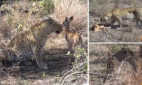 Video Shows Leopard Looking After Baby Antelope After It Lost Its Mother Daily Mail Online