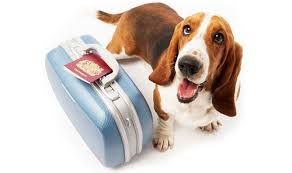 Resultado de imagem para pet shop venda  basset
