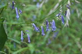 Image result for Isodon